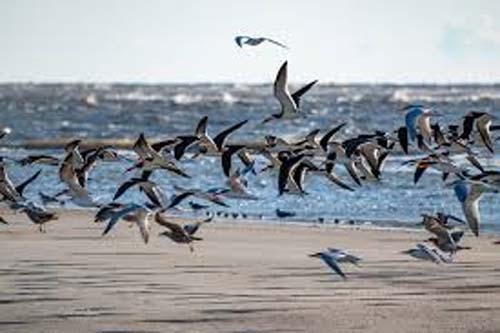 Ministério da Agricultura confirma mais dois casos de gripe aviária no País; total sobe para 48