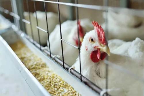 União Europeia Autoriza Retorno das Exportações de Frango Brasileiro