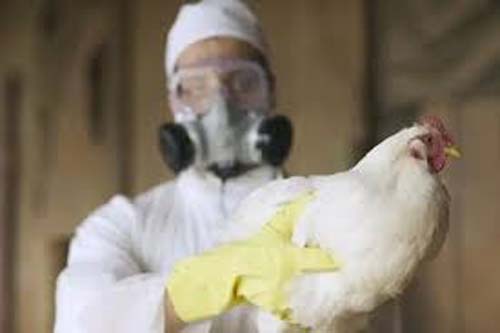 Ministério da Agricultura investiga 13 casos suspeitos de gripe aviária em nove estados