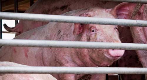 Novo vírus da gripe com 'potencial pandêmico' é encontrado na China