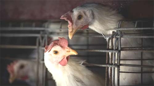 O que é gripe aviária? Entenda surto que paralisou venda de carne
