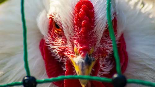 Surto de gripe aviária leva Moscou a impor quarentena em vários distritos