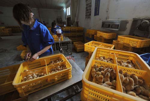 China detecta o primeiro contágio de gripe aviária H10N3 em humanos