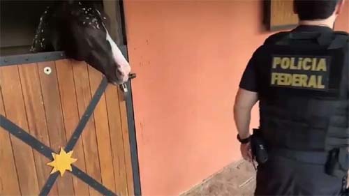 PF Apreende Cavalos de R$ 3 Milhões em Haras de Líder do PCC