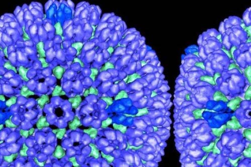 Vacina contra herpes zoster é associada à redução de 20% no risco de demência, aponta estudo