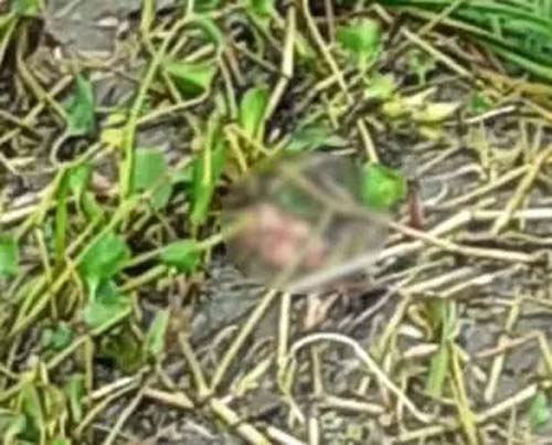 Homem é preso após se esconder na Lagoa Mundaú para escapar da polícia