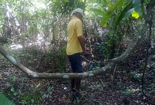 Homem é encontrado morto em mata no Pilar