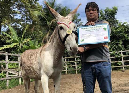 TCM-BA vai apurar compra de honrarias por prefeitos e vereadores, após denúncia do Fantástico 