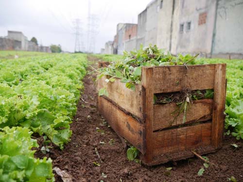 Cidades sem Fome: A ONG que transforma terrenos abandonados em hortas orgânicas