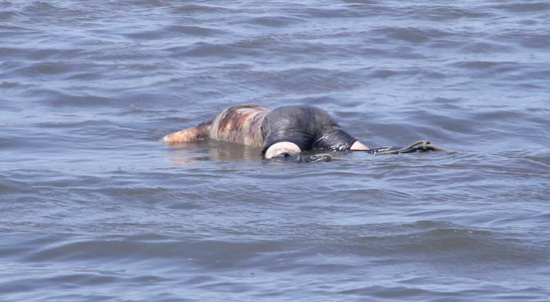 Homem é morto e corpo é jogado em mangue em Maceió