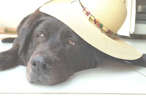 Governo Lula cria ‘RG Animal’ gratuito para cães e gatos; veja como cadastrar