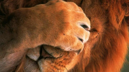 Com multa: Atrasados no IR 2019 ainda tem que entregar declaração