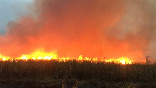 Incêndio em canavial limita visibilidade e causa engavetamento entre carretas e carro na BR-101, inclusive viatura prefeitura de União