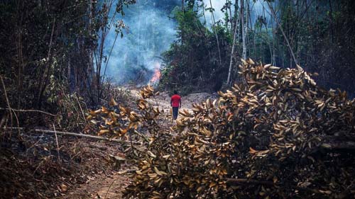 Quase 20% do Brasil pegou fogo ao menos uma vez entre 1985 e 2020, aponta estudo