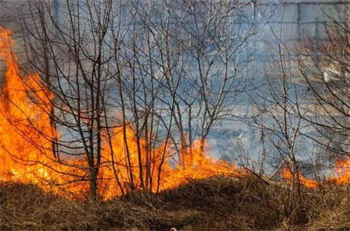Alagoas registra o maior aumento de queimadas no Nordeste em cinco anos, aponta MapBiomas