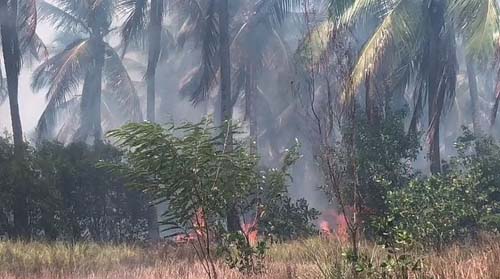 Incêndio destrói região de mangue e coqueiros em Marechal Deodoro