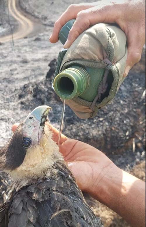Animais sofrem com incêndios em Minas Gerais; 'torrados pelo fogo', diz ambientalista