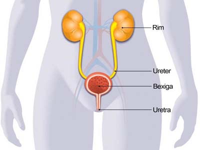 Curiosidade, perguntas e respostas sobre a infecção urinária