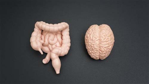 A incrível conexão entre intestino e cérebro que influencia a saúde e as emoções