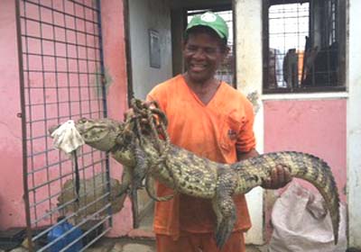 Jacaré é encontrado por populares no bairro de Bebedouro, em Maceió