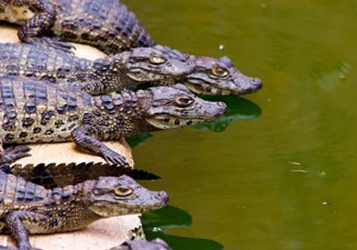 Empresários investirão R$ 15 milhões na cadeia produtiva do jacaré em AL