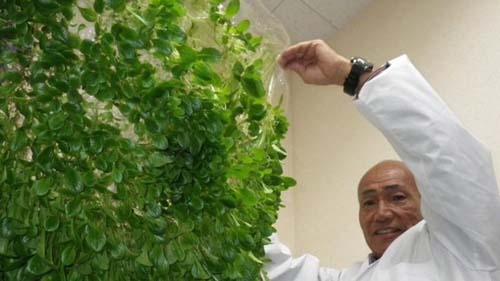 Sem terras nem mão de obra, Japão revoluciona agricultura com robôs, polímeros e drones