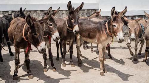 Jumento brasileiro pode desaparecer até 2030 por causa de abates para exportação à China, alerta pesquisador