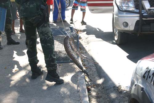 Jiboia aparece no José Tenório em plena luz do dia e assusta moradores