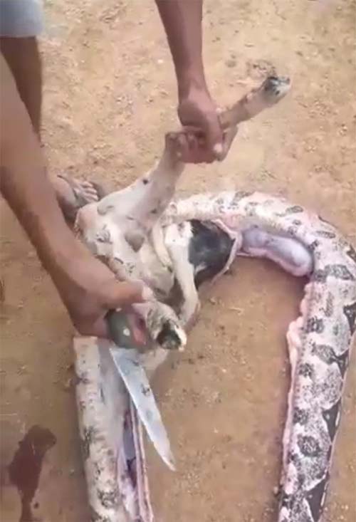Jiboia de seis metros engole carneiro e assusta moradores em Palmeira dos Índios