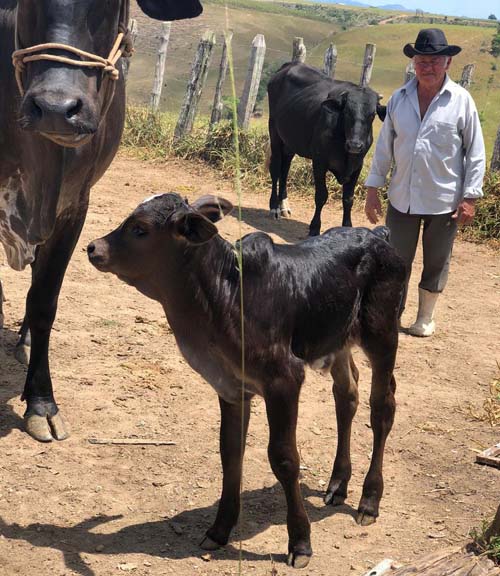 Parentes encontram corpo de idoso desaparecido após atravessar rio atrás de gado
