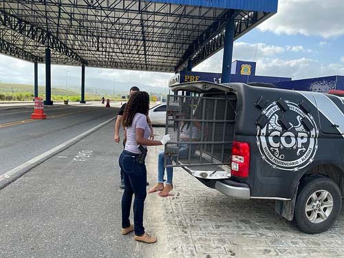 Jovem é presa com 18 kg de maconha escondida na mochila, dentro de ônibus