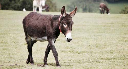 TRF-1 suspende abate de jumentos no Brasil para exportação à China