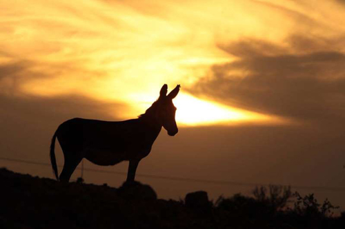 Abandono e abate põem jumentos sob risco no Nordeste