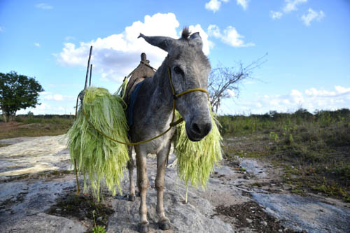 A demanda chinesa que ameaça o jumento brasileiro