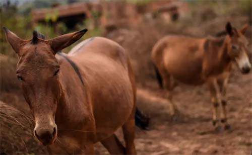 Inovação Brasileira Pode Ajudar a Preservar Jumentos no Semiárido Nordestino