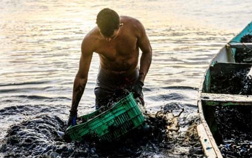Sururu some da Lagoa Mundaú e afeta mais de mil famílias ribeirinhas