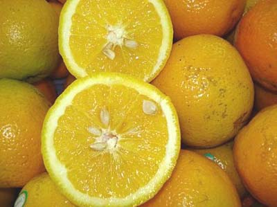 Produtores de laranja lima são orientados para elaborar biofertilizantes 