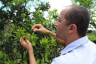 Praga ameaça laranjais de Alagoas