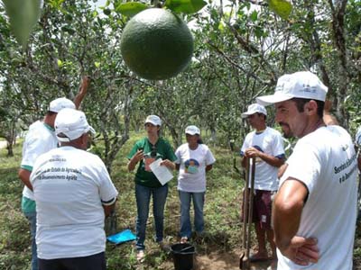 Agricultor dobra produção de laranja com assistência técnica da Emater-AL 