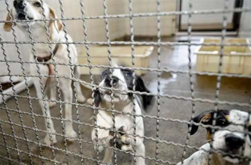 Juiz de Alagoas determina que cachorros parem de latir