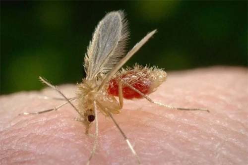 Mato Grosso do Sul registra terceira morte por leishmaniose visceral em 2022