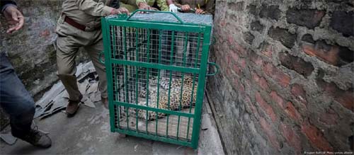 Ataques mortais por leopardos: problema crescente na Índia