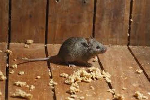 Durante enchentes, saiba como prevenir doenças como a leptospirose