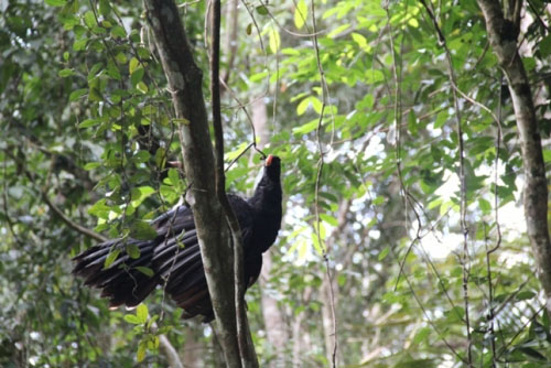 Liberdade: Mutuns-de-alagoas voltam à natureza após mais de 40 anos