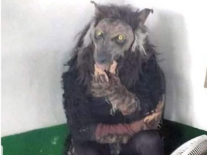 'Lobisomem' que teria sido visto no interior de Alagoas é empresário de SP