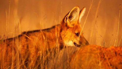 Saiba mais sobre o lobo-guará, novo rosto da nota brasileira de R$ 200