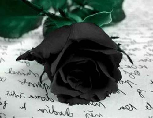 Prefeitura de Belém decreta luto de três dias após morte de três pessoas da mesma família