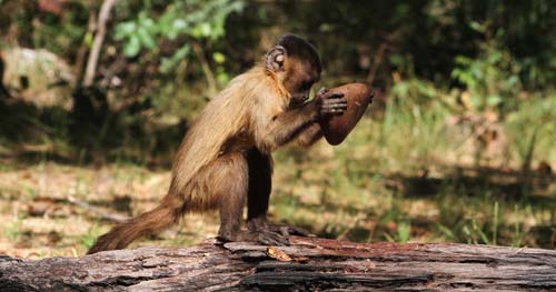Macacos-prego: como uma simples pedra se transforma em ferramenta?