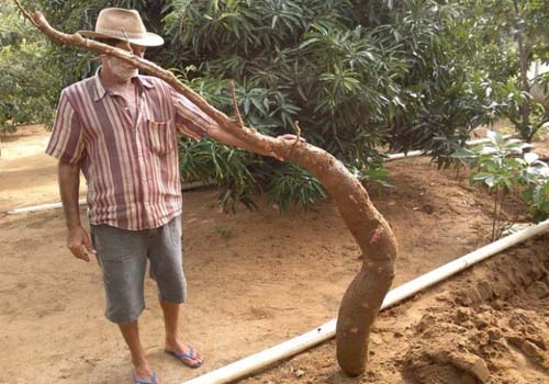 Agricultor encontra macaxeira de dois metros e meio em Estrela de Alagoas