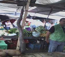 Agricultor de Murici vende na feira livre de União macaxeira com 1,20m